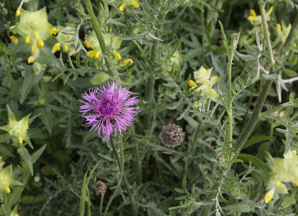 Centaurea scabiosa (door Peter Meininger)