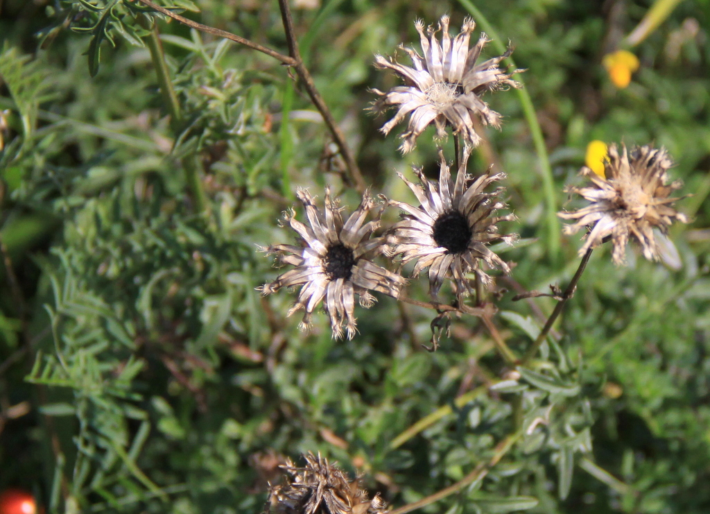 Centaurea scabiosa (door Peter Meininger)