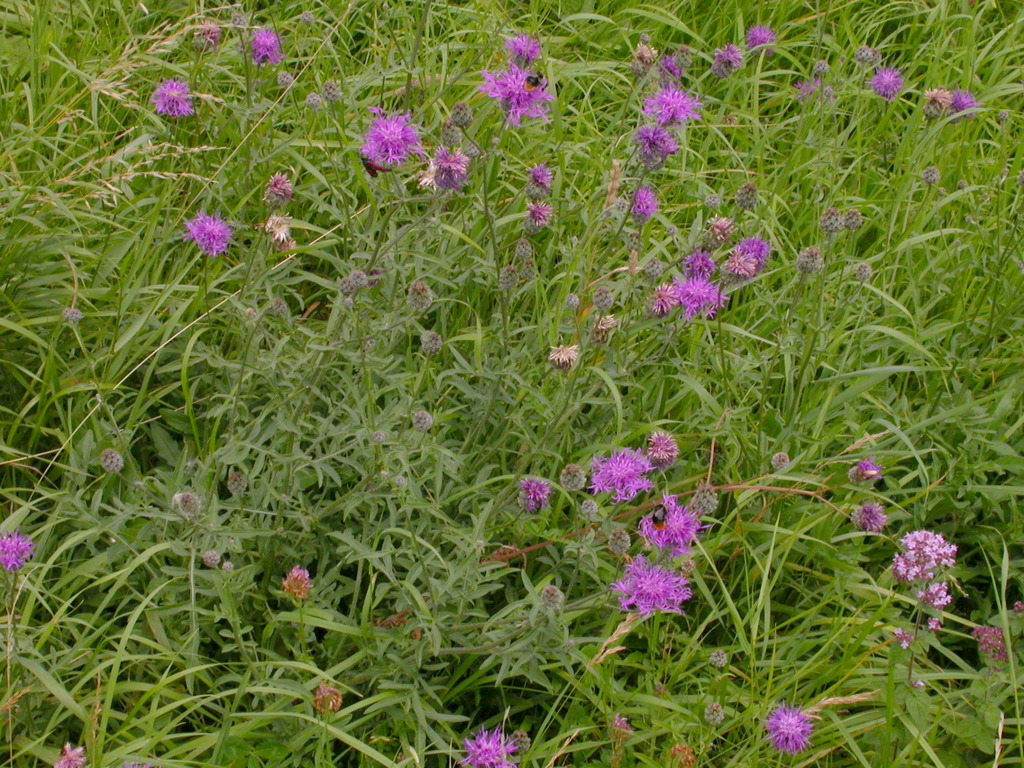 Centaurea scabiosa (door Peter Meininger)