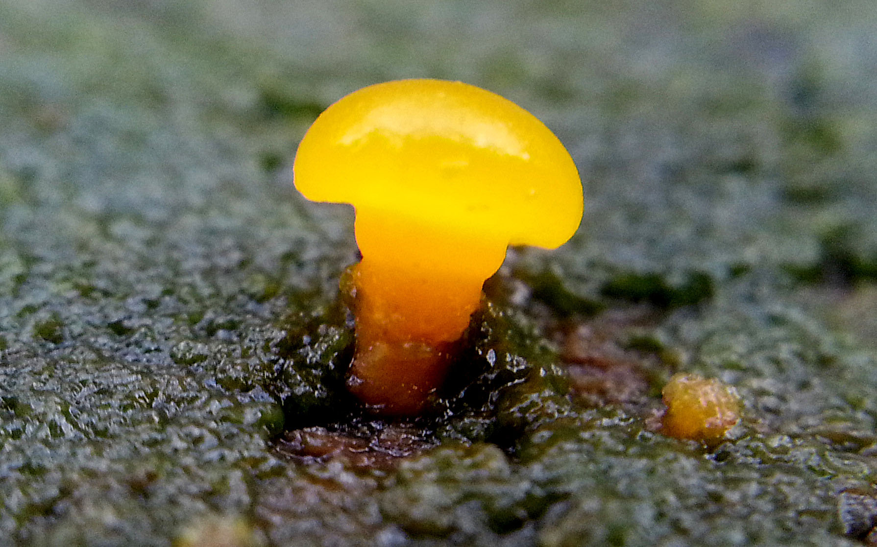 Dacrymyces capitatus (door Paul Dirksen)