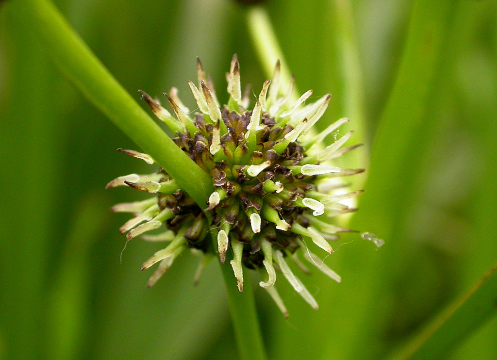 Sparganium erectum (door Peter Meininger)