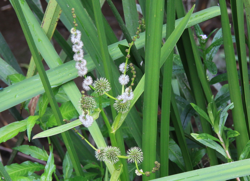 Sparganium erectum (door Peter Meininger)