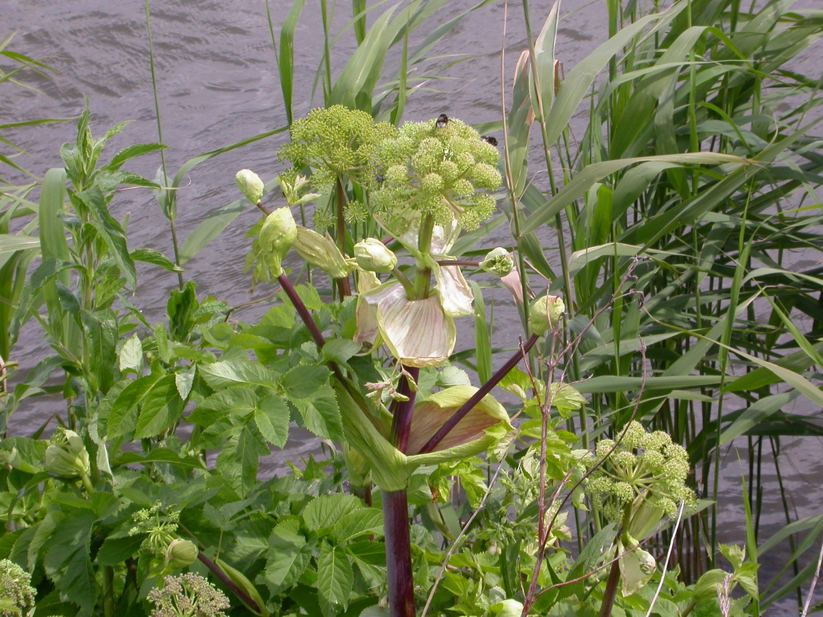 Angelica archangelica (door Peter Meininger)