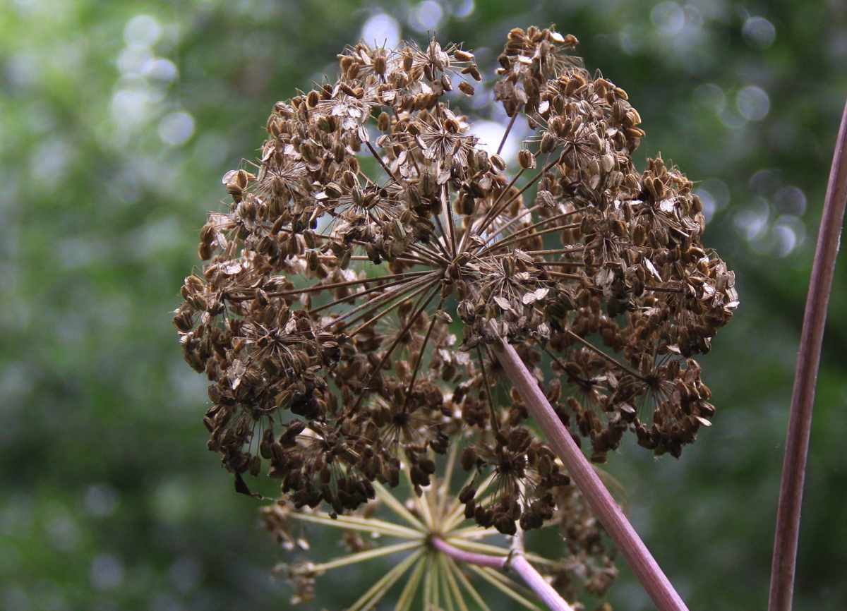 Angelica archangelica (door Peter Meininger)