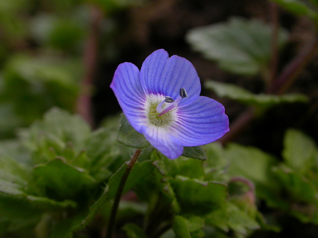 Veronica persica (door Peter Meininger)