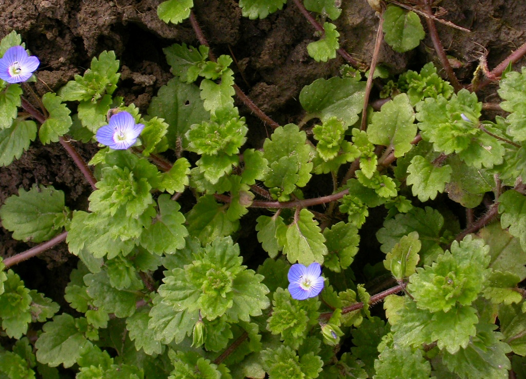 Veronica persica (door Peter Meininger)