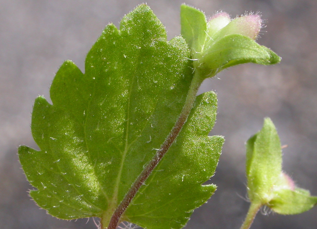 Veronica persica (door Peter Meininger)