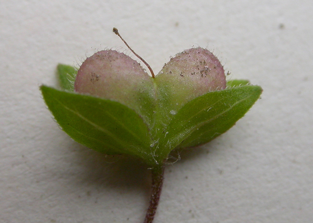 Veronica persica (door Peter Meininger)