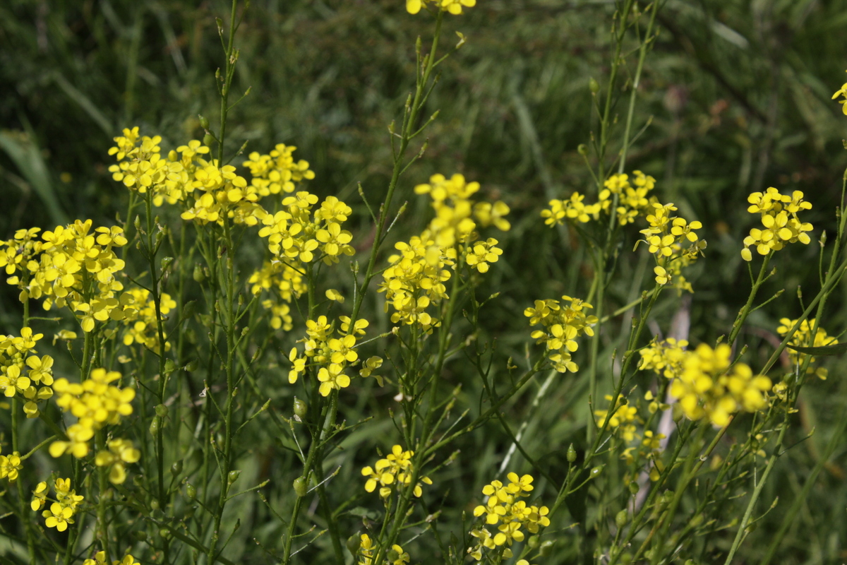 Bunias orientalis (door Peter Meininger)