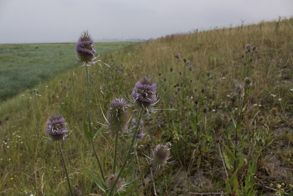 Dipsacus fullonum (door Peter Meininger)