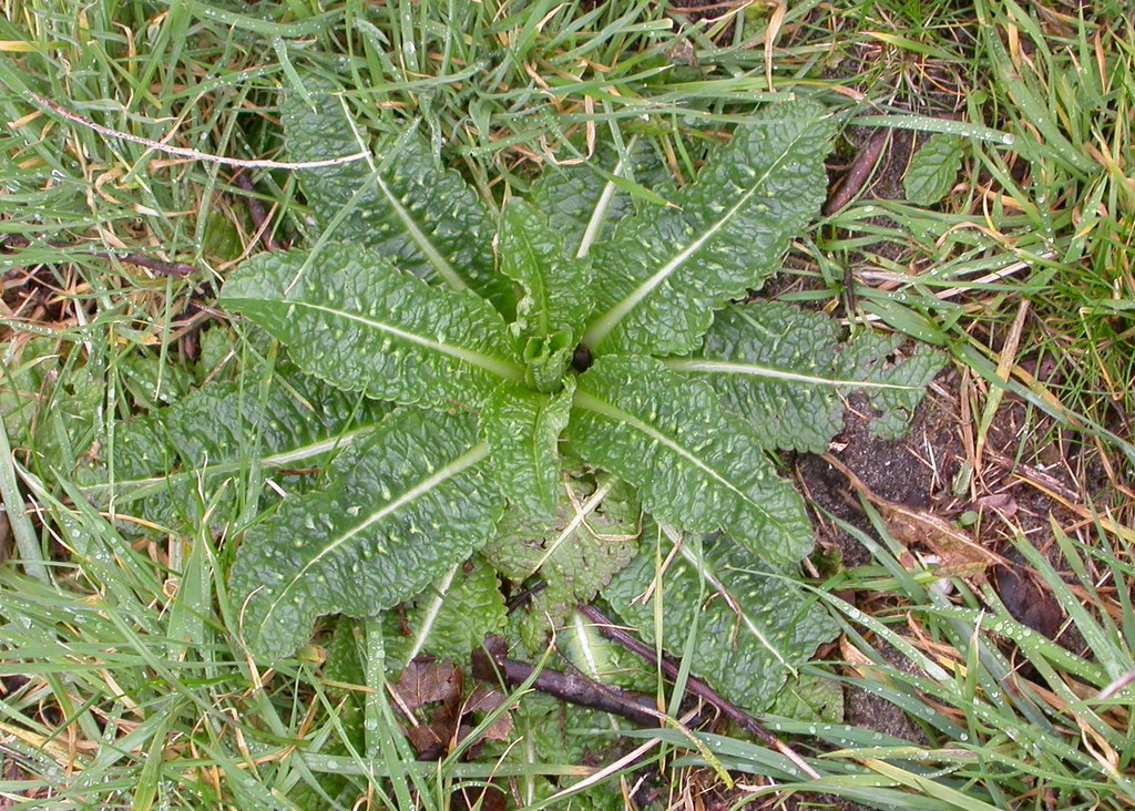 Dipsacus fullonum (door Peter Meininger)