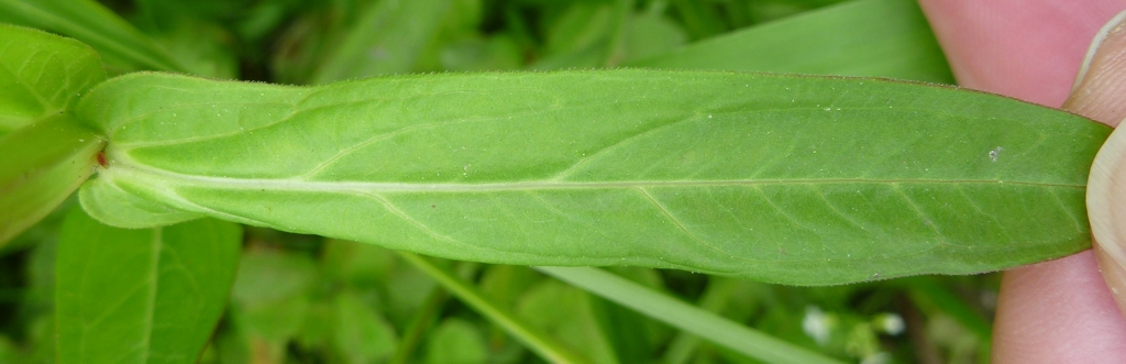 Lythrum salicaria (door Cor Nonhof)