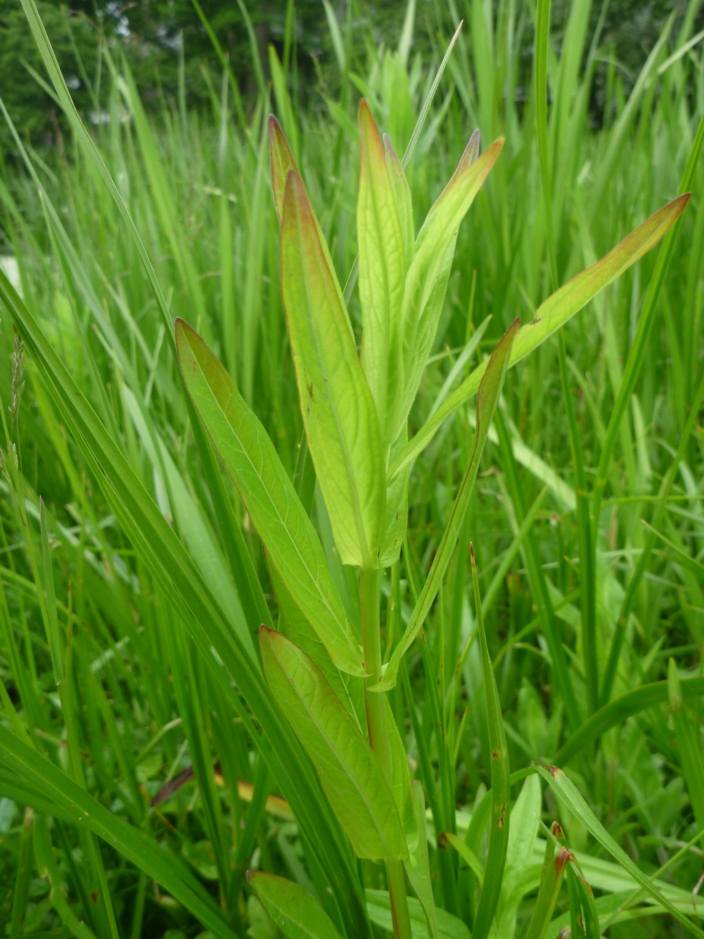 Lythrum salicaria (door Cor Nonhof)