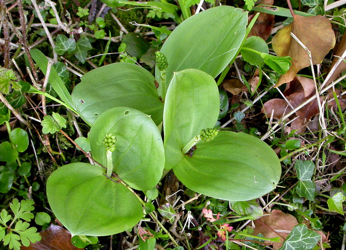 Neottia ovata (door Peter Meininger)