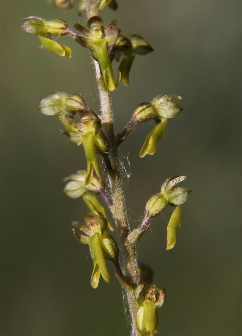 Neottia ovata (door Peter Meininger)