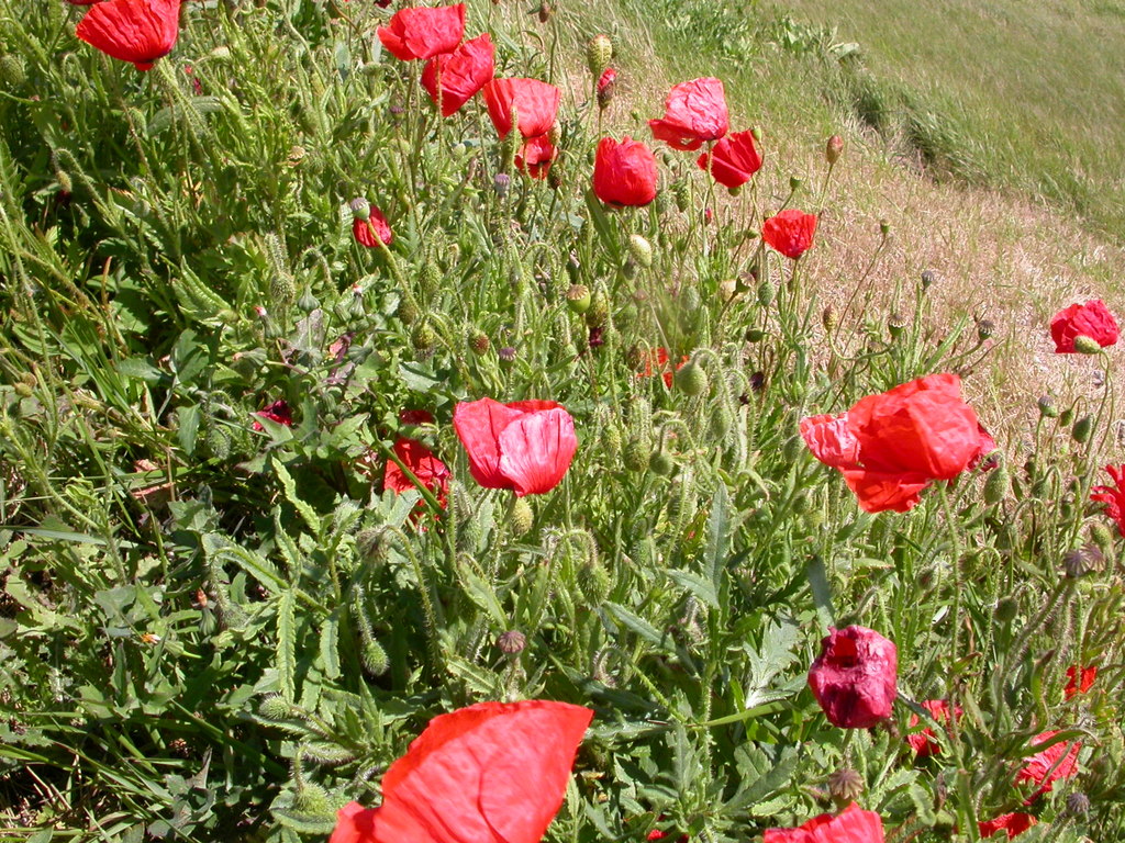 Papaver rhoeas (door Peter Meininger)