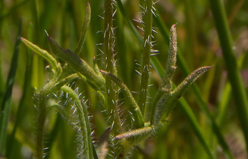 Papaver rhoeas (door Mark Uittenbogerd)