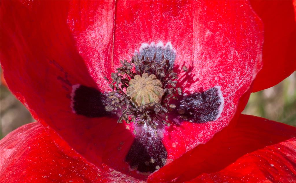 Papaver rhoeas (door Mark Uittenbogerd)