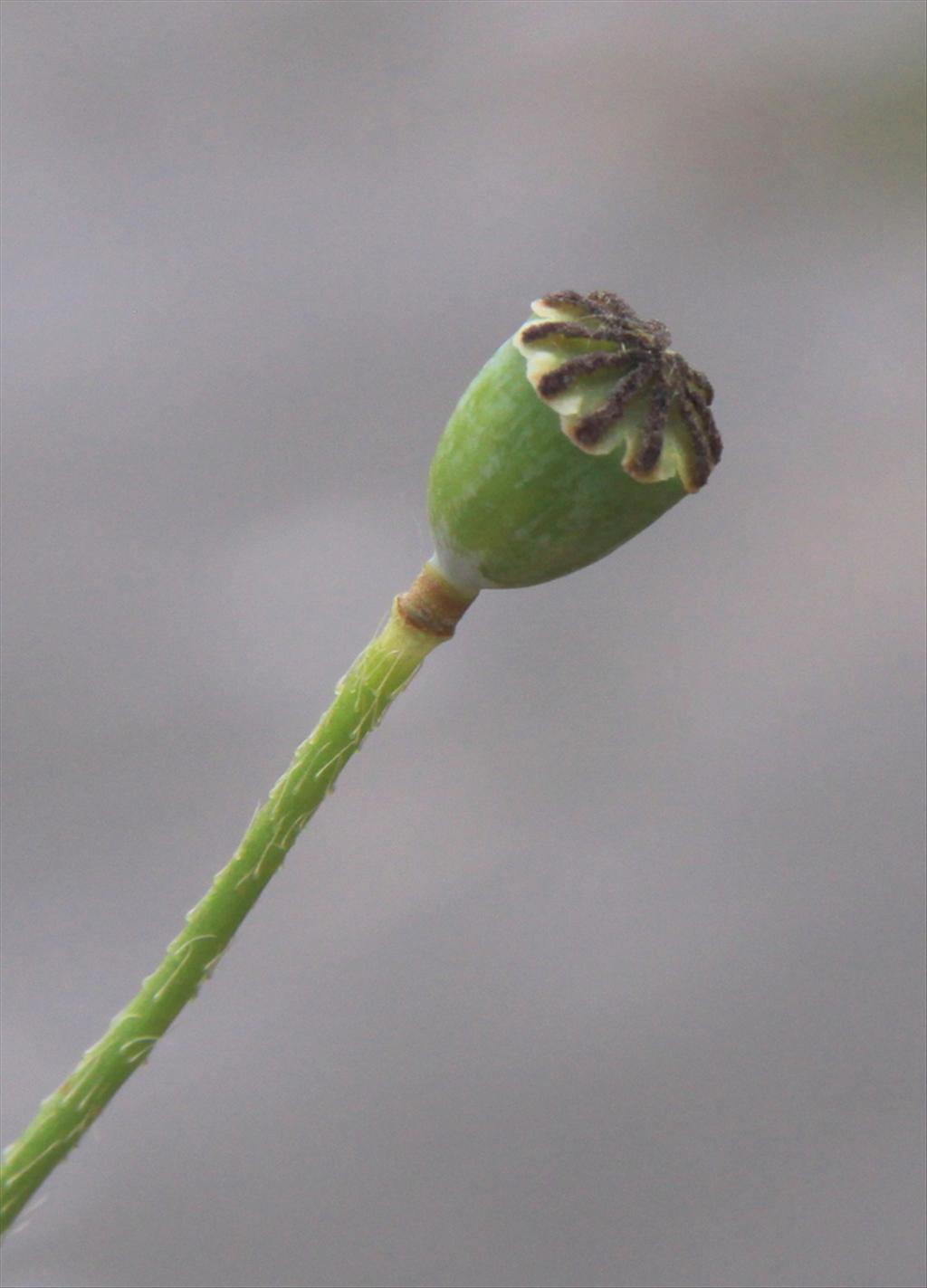 Papaver rhoeas (door Peter Meininger)