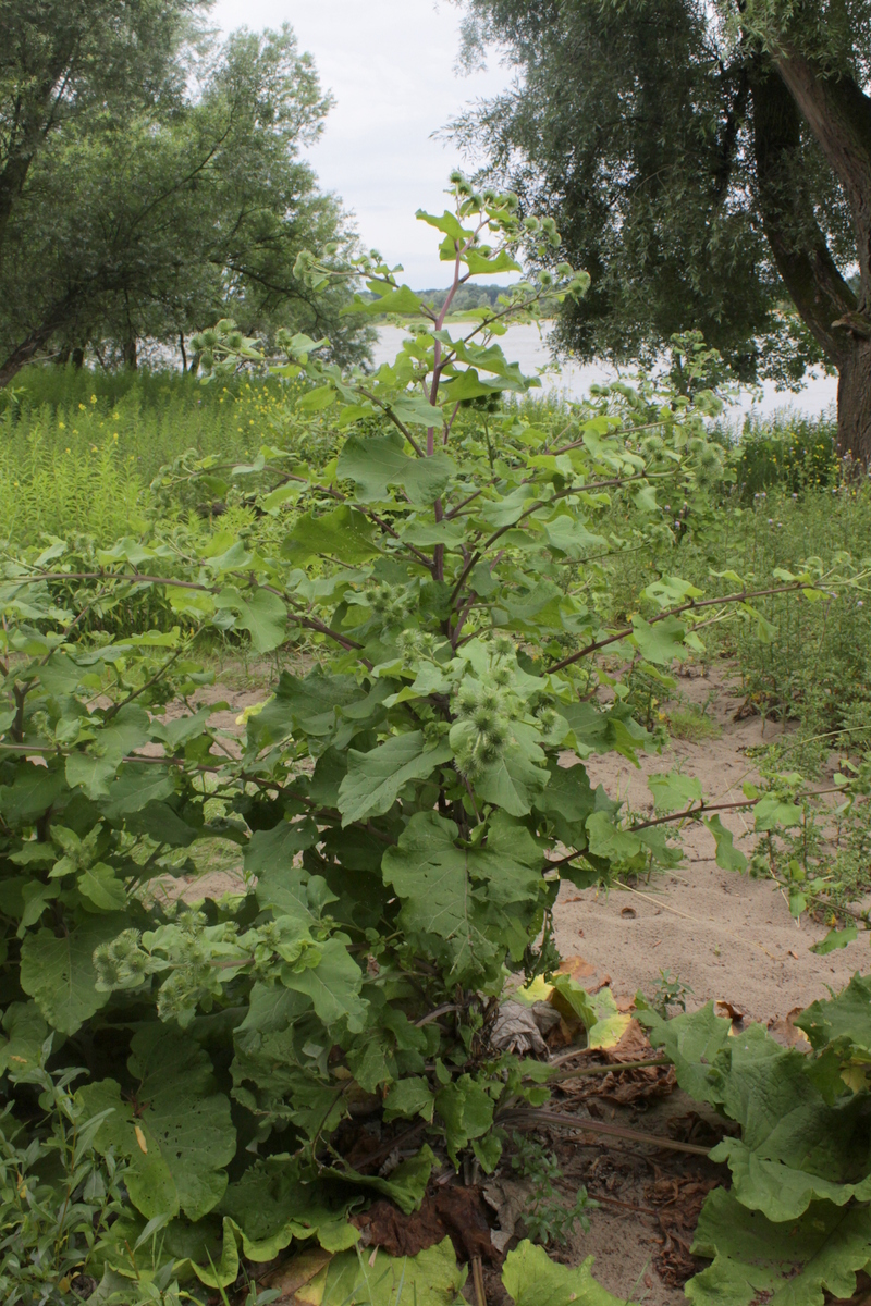 Arctium lappa (door Peter Meininger)