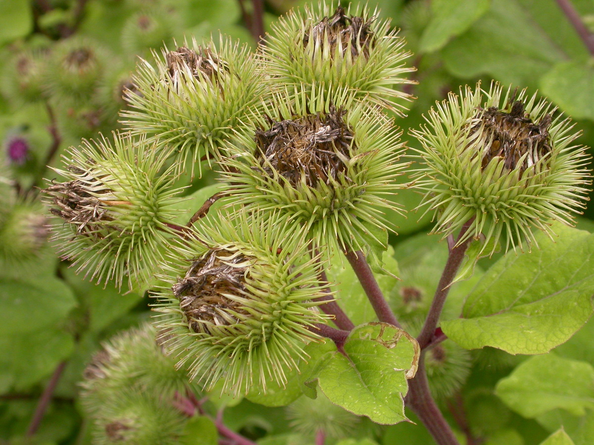 Arctium lappa (door Peter Meininger)