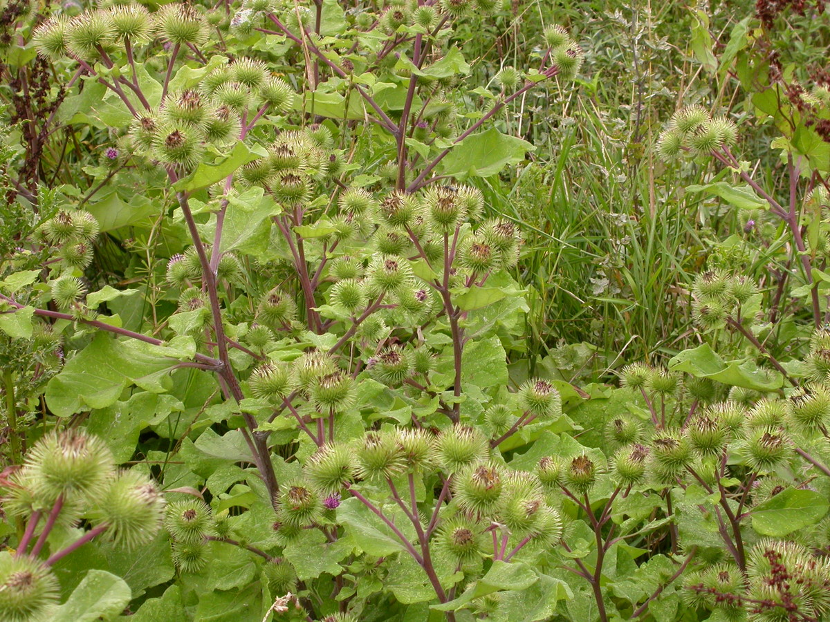 Arctium lappa (door Peter Meininger)