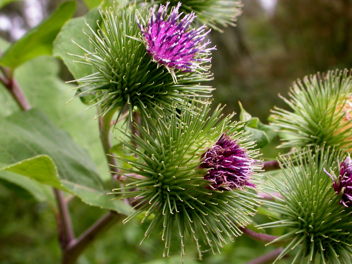 Arctium lappa (door Peter Meininger)