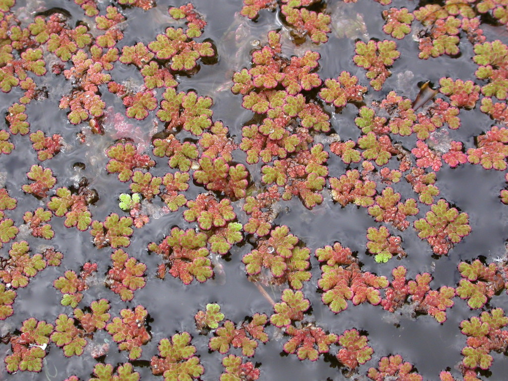 Azolla filiculoides (door Peter Meininger)