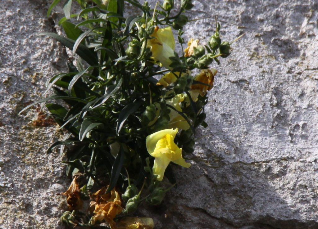 Antirrhinum majus (door Peter Meininger)