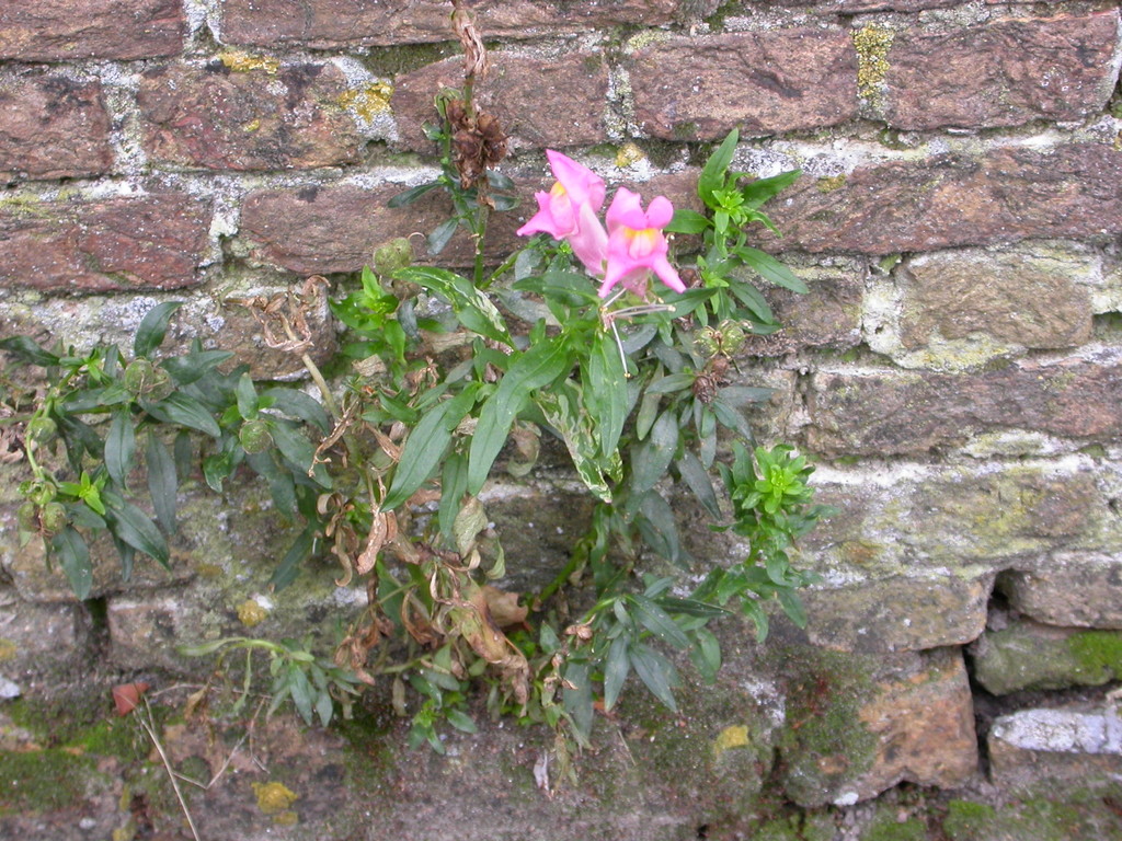 Antirrhinum majus (door Peter Meininger)