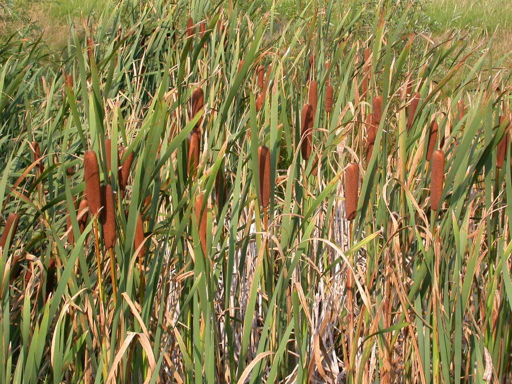 Typha latifolia (door Peter Meininger)