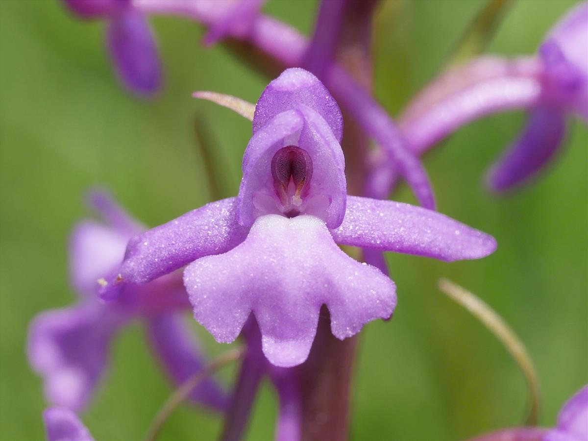 Gymnadenia conopsea (door Fred Severin)