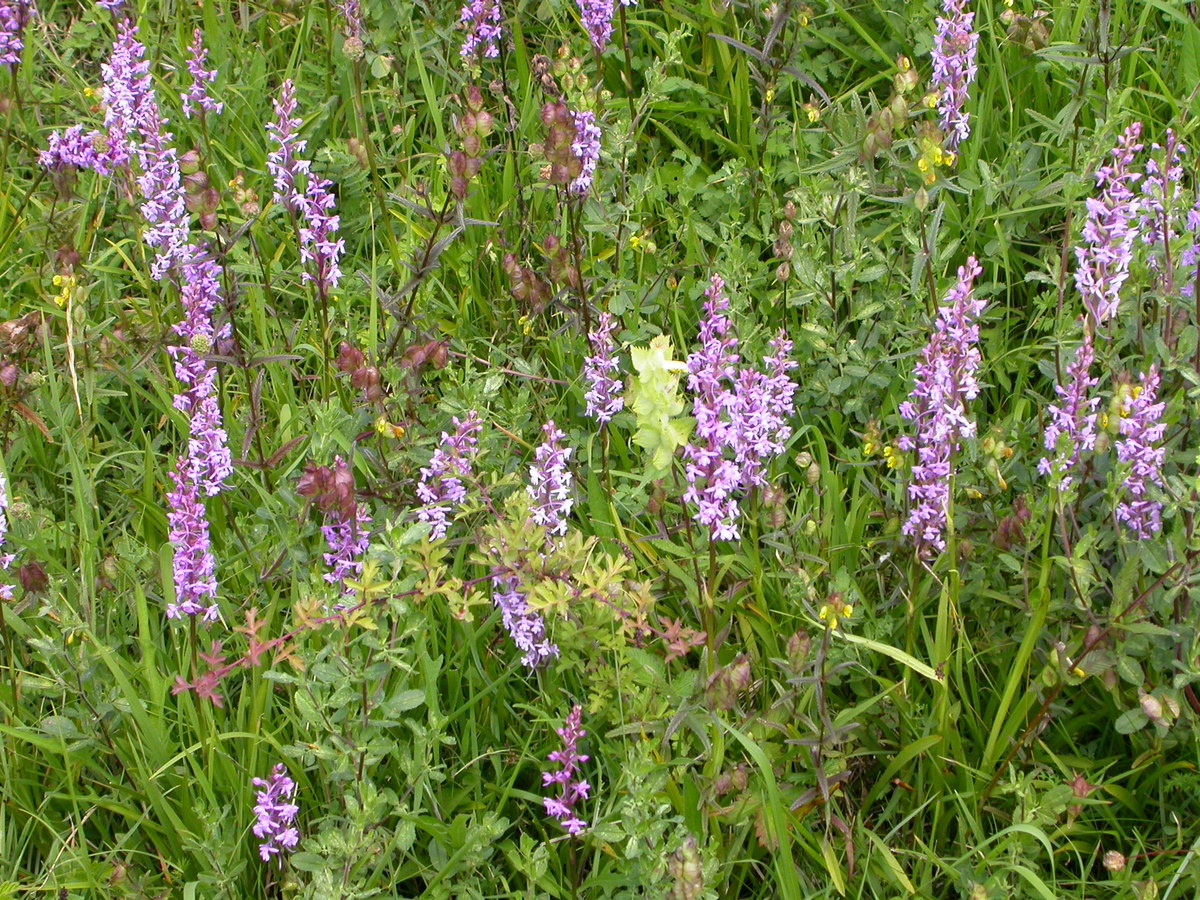 Gymnadenia conopsea (door Peter Meininger)