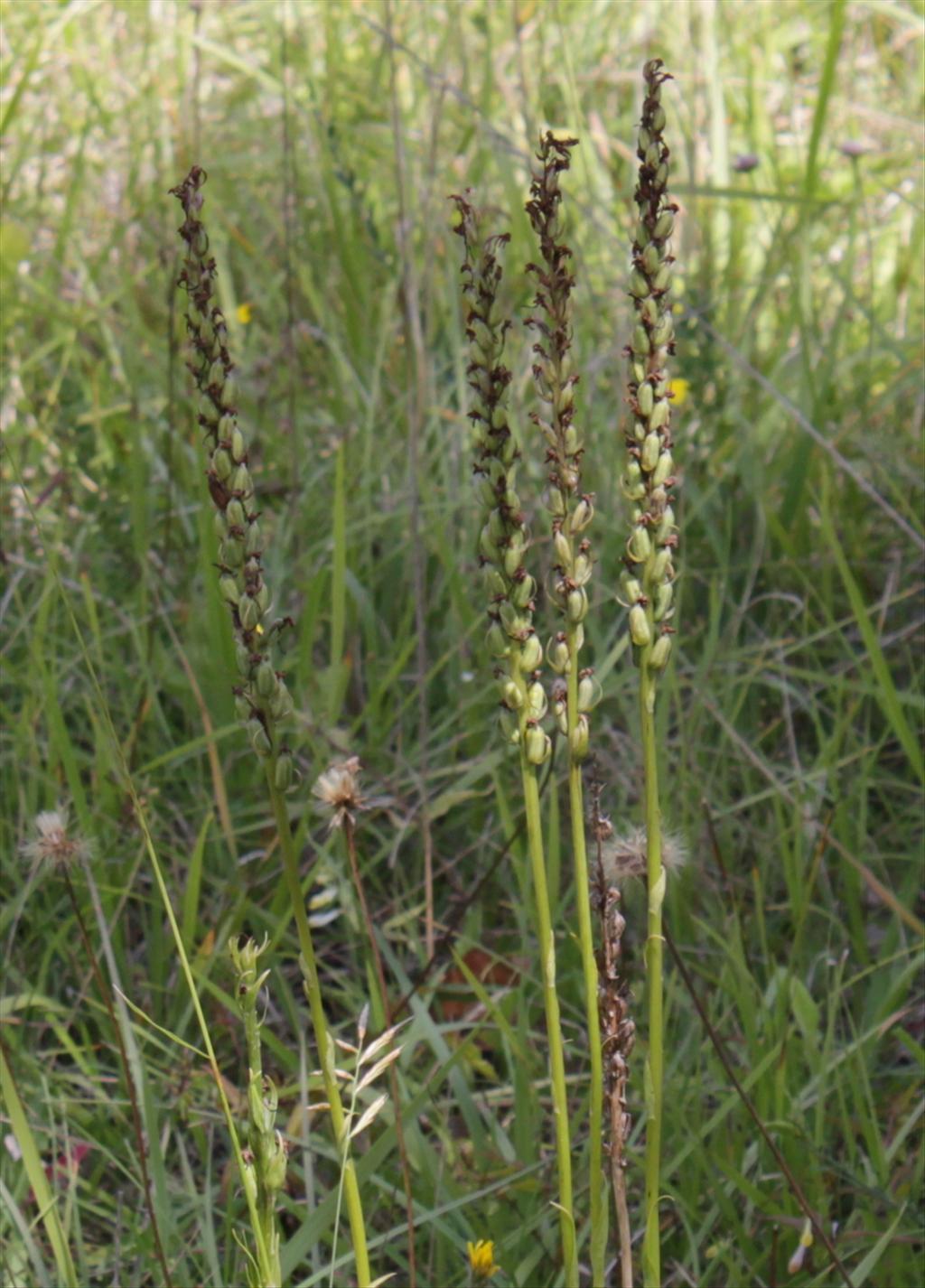 Gymnadenia conopsea (door Peter Meininger)