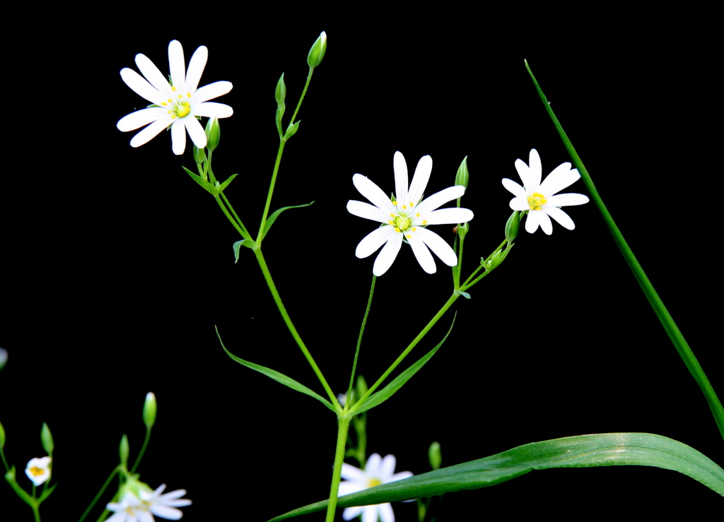 Stellaria holostea (door Peter Meininger)