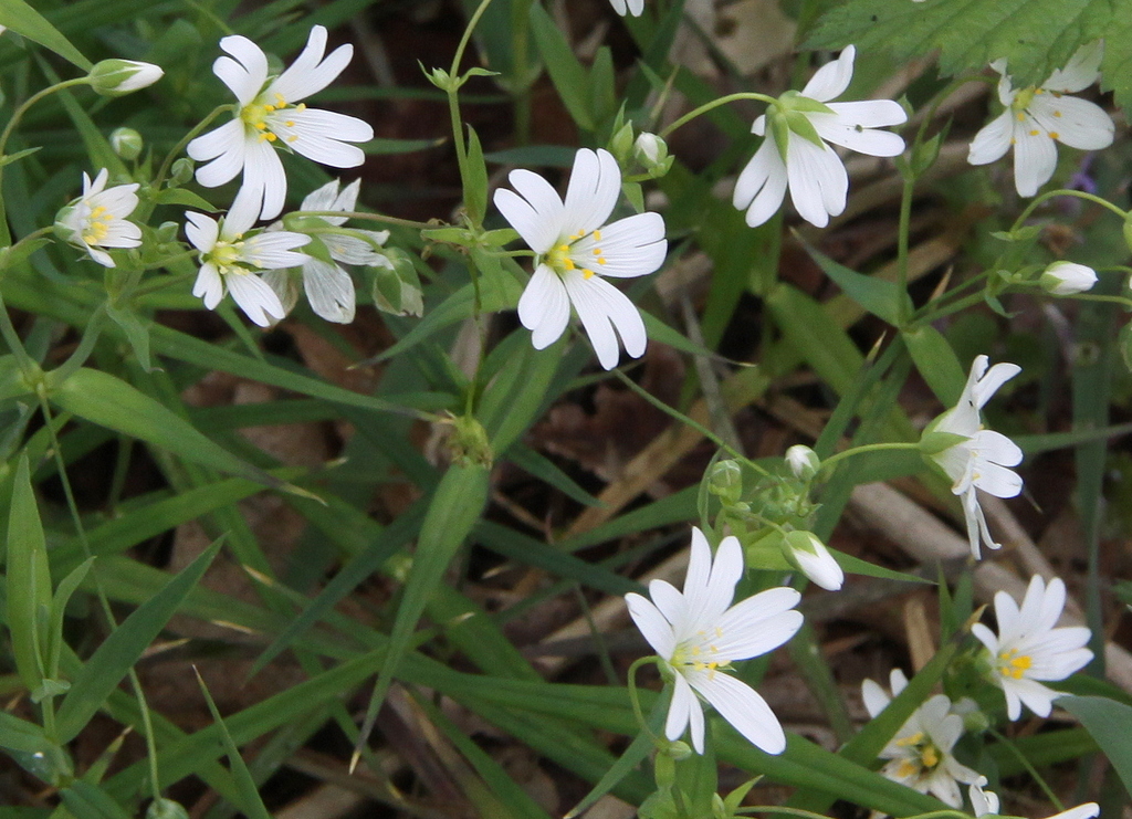 Stellaria holostea (door Peter Meininger)