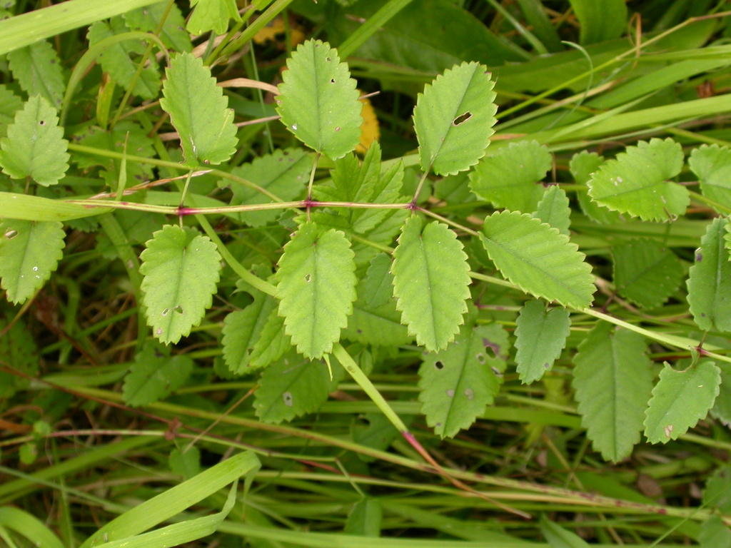 Sanguisorba officinalis (door Peter Meininger)