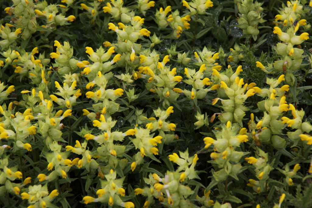 Rhinanthus angustifolius (door Peter Meininger)