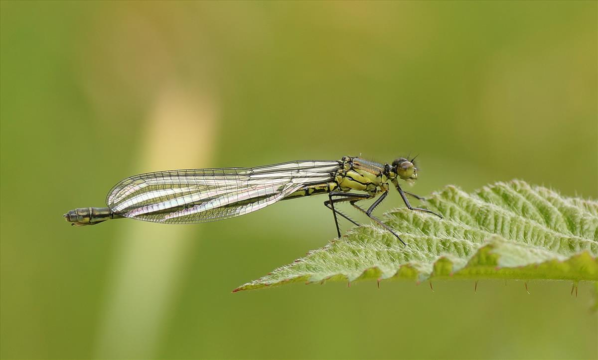 Erythromma najas (door jelle bakker)