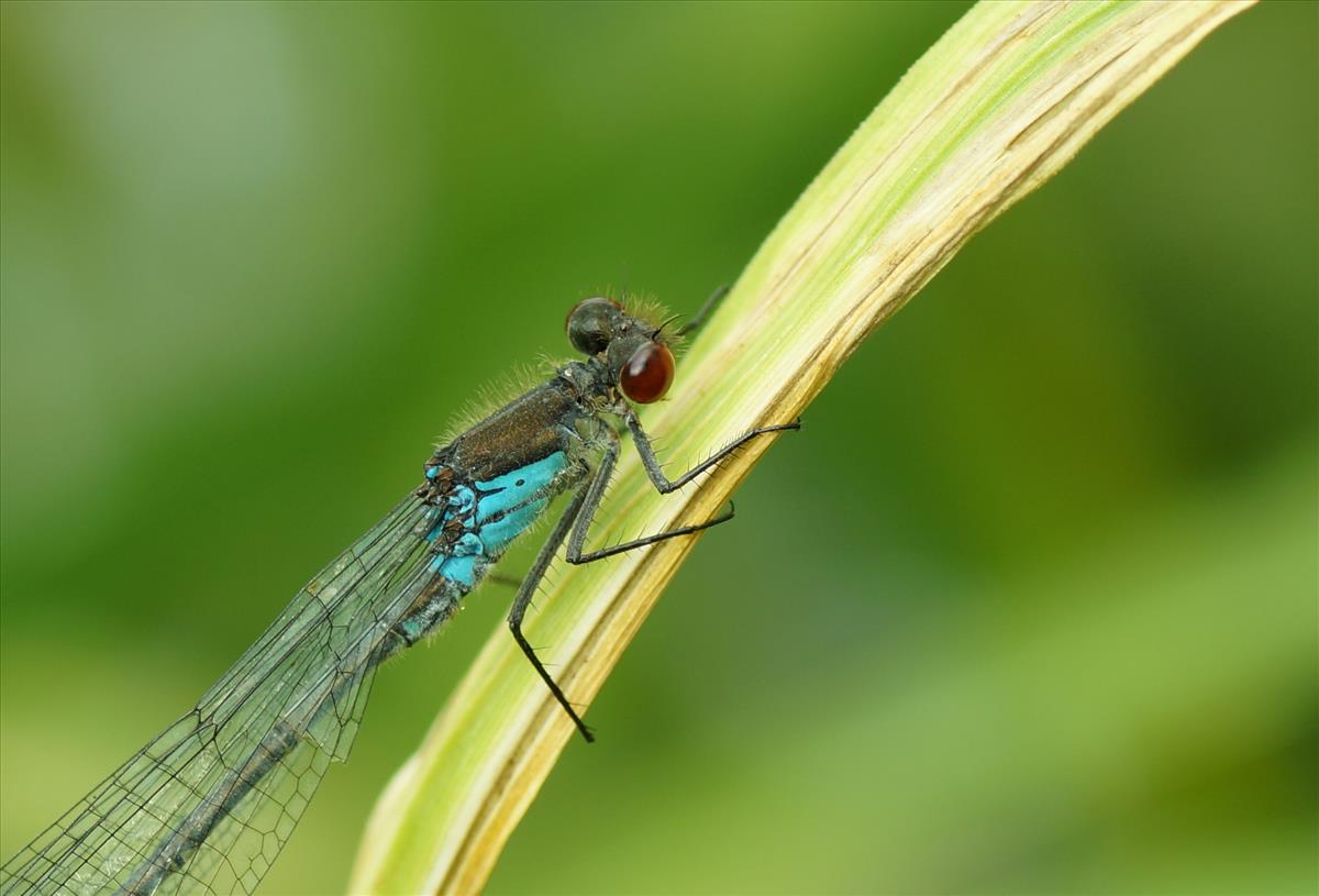 Erythromma najas (door jelle bakker)