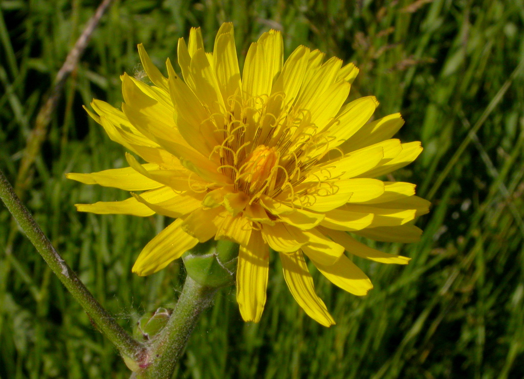 Scorzonera hispanica (door Peter Meininger)