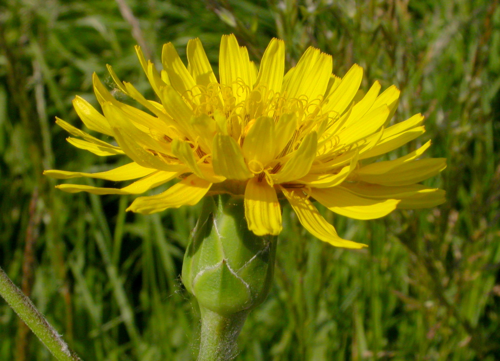 Scorzonera hispanica (door Peter Meininger)