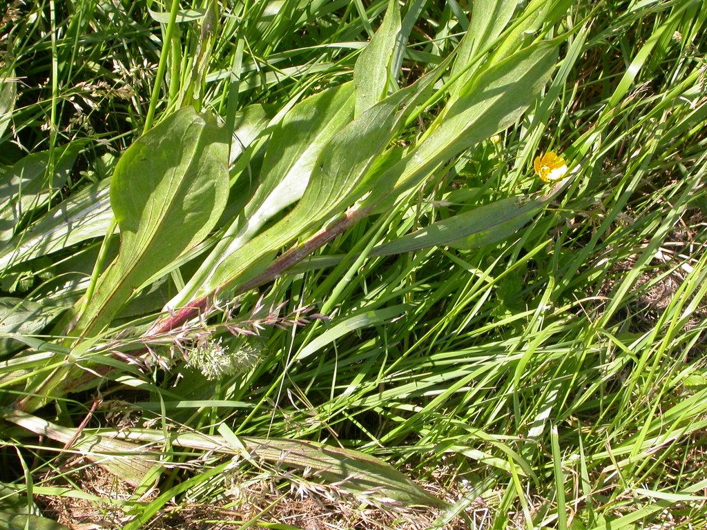 Scorzonera hispanica (door Peter Meininger)