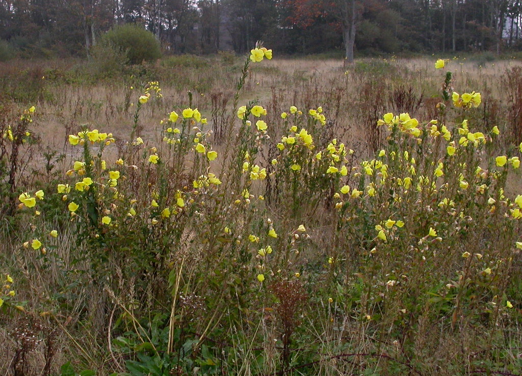 Oenothera glazioviana (door Peter Meininger)