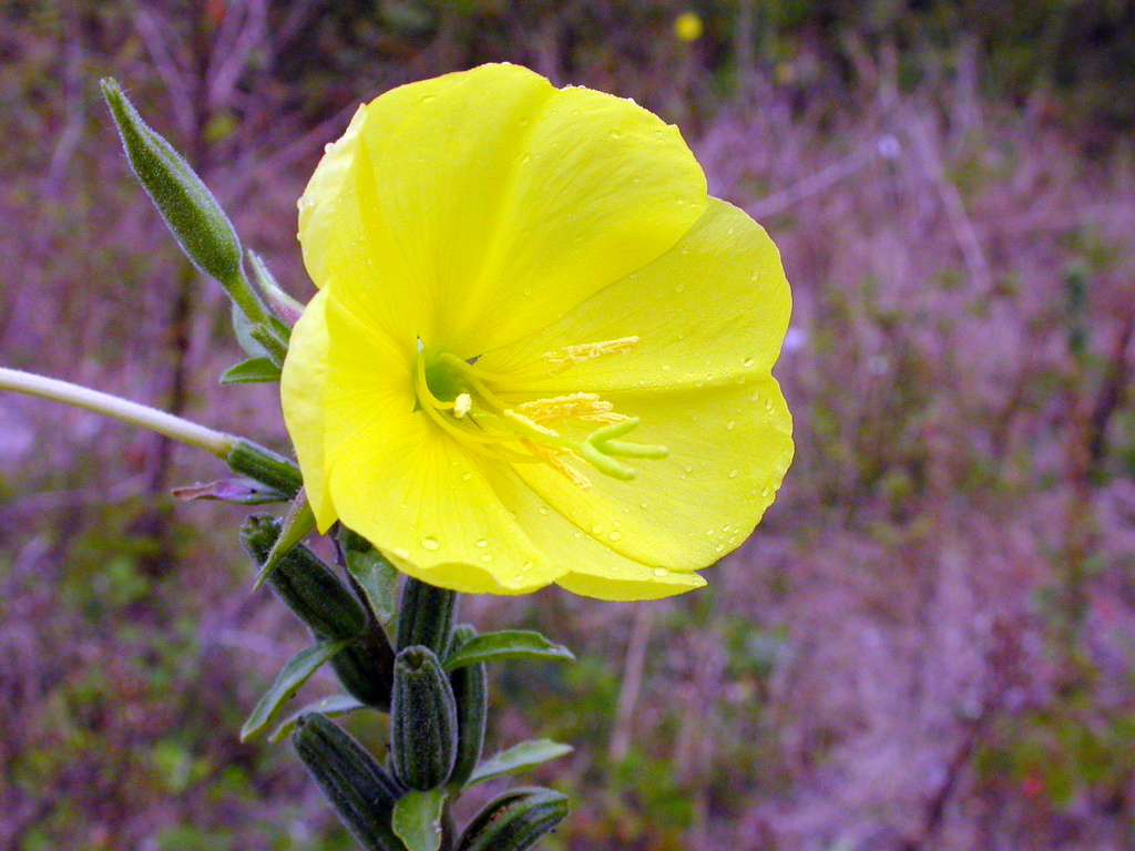 Oenothera glazioviana (door Peter Meininger)