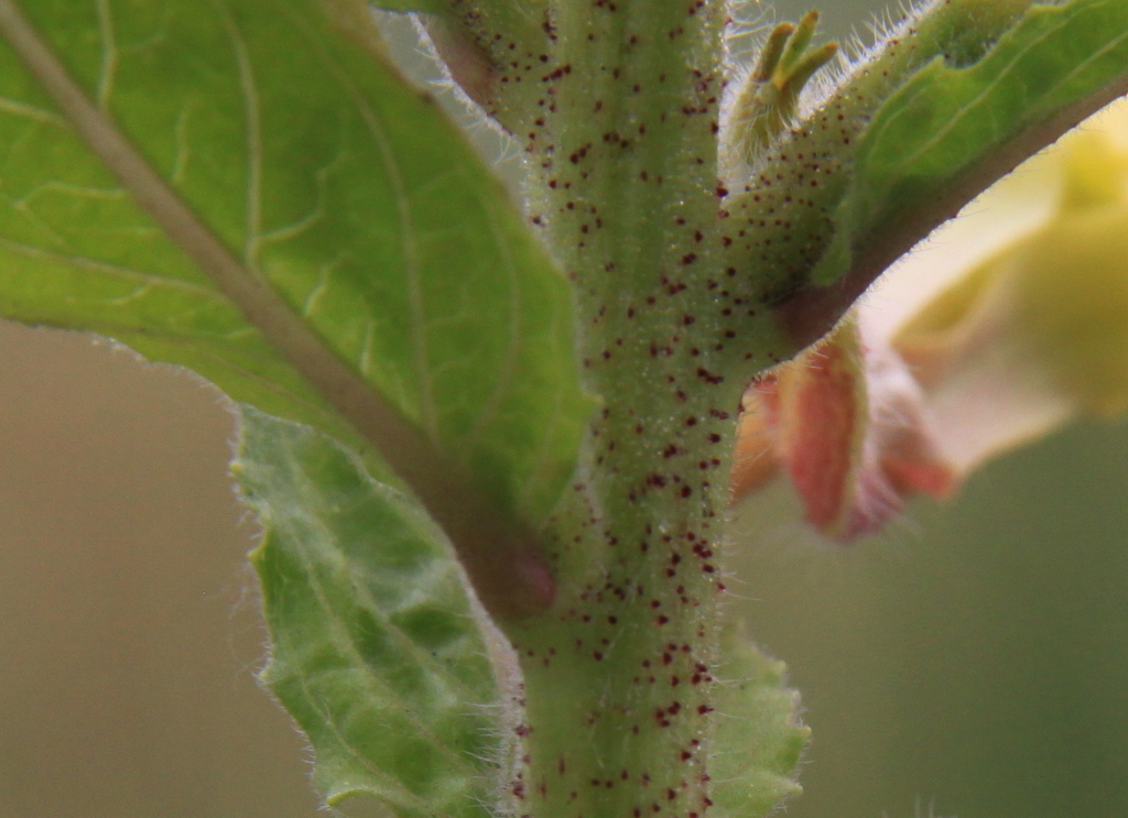 Oenothera glazioviana (door Peter Meininger)