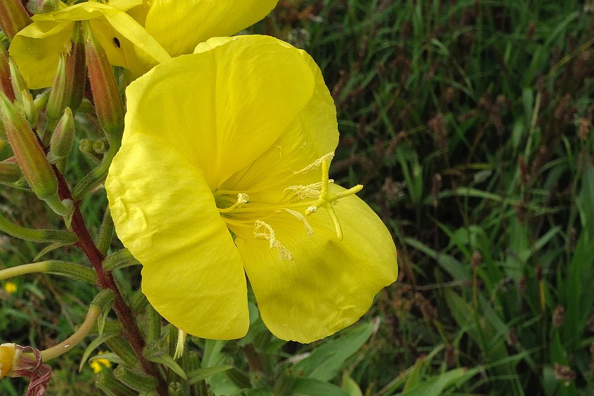 Oenothera glazioviana (door Ab H. Baas)