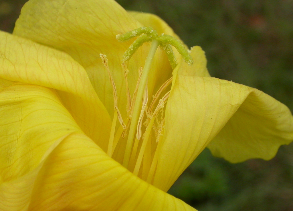 Oenothera glazioviana (door Peter Meininger)