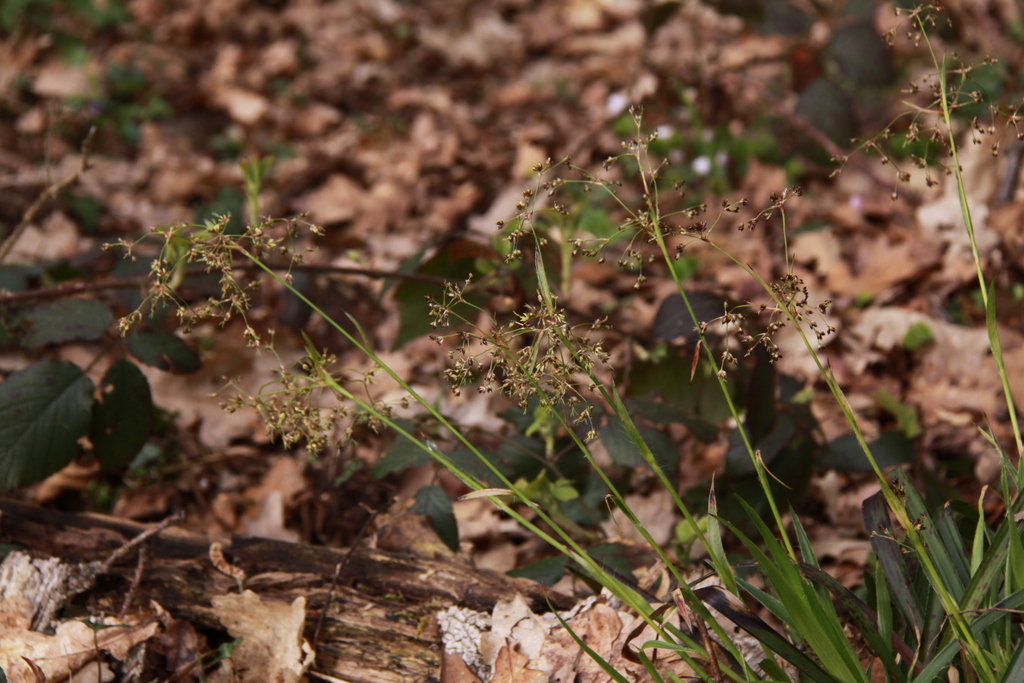 Luzula sylvatica (door Peter Meininger)