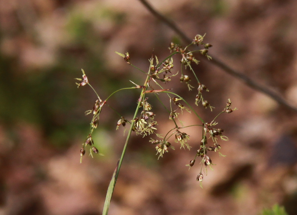 Luzula sylvatica (door Peter Meininger)